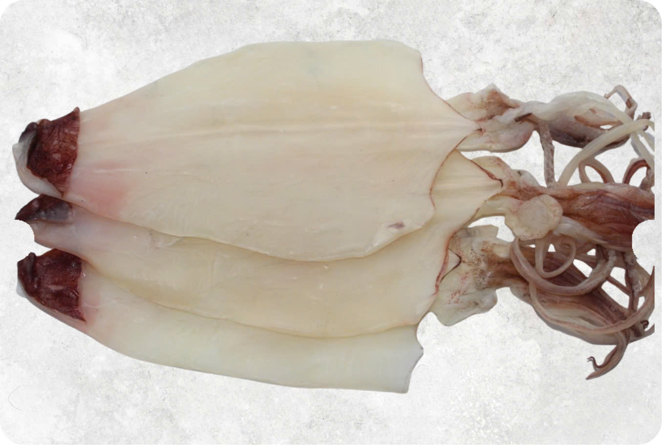 Dried Loligo Squid