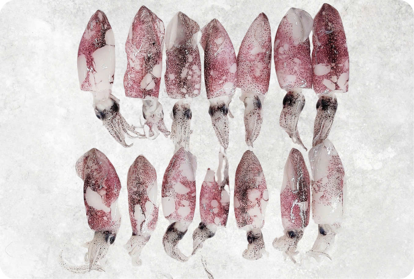 Frozen Whole Clean Baby Loligo Squid