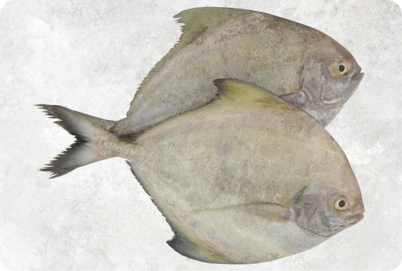 Frozen Black Pomfret Whole Round