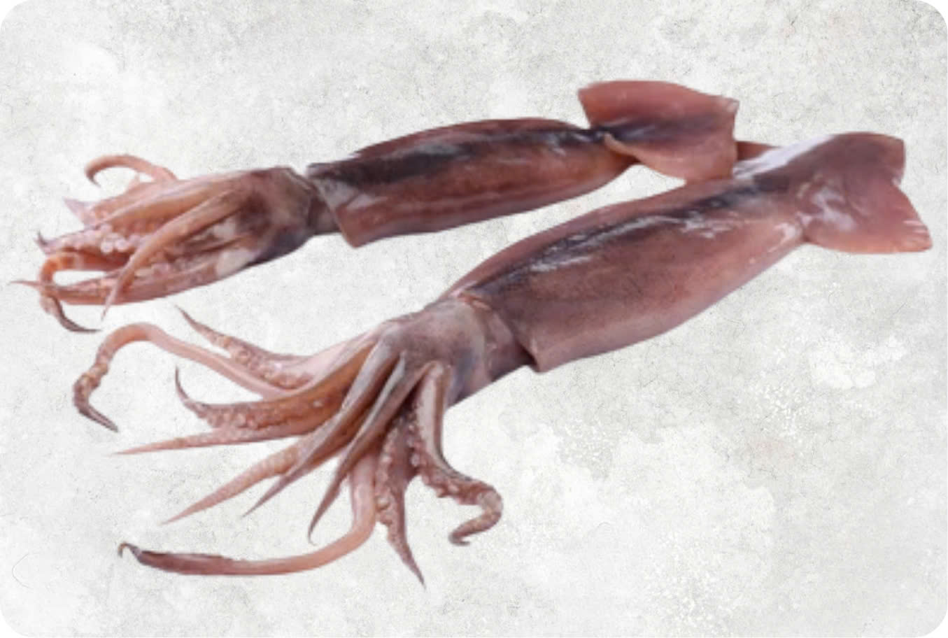 Frozen Black Squid Whole Round