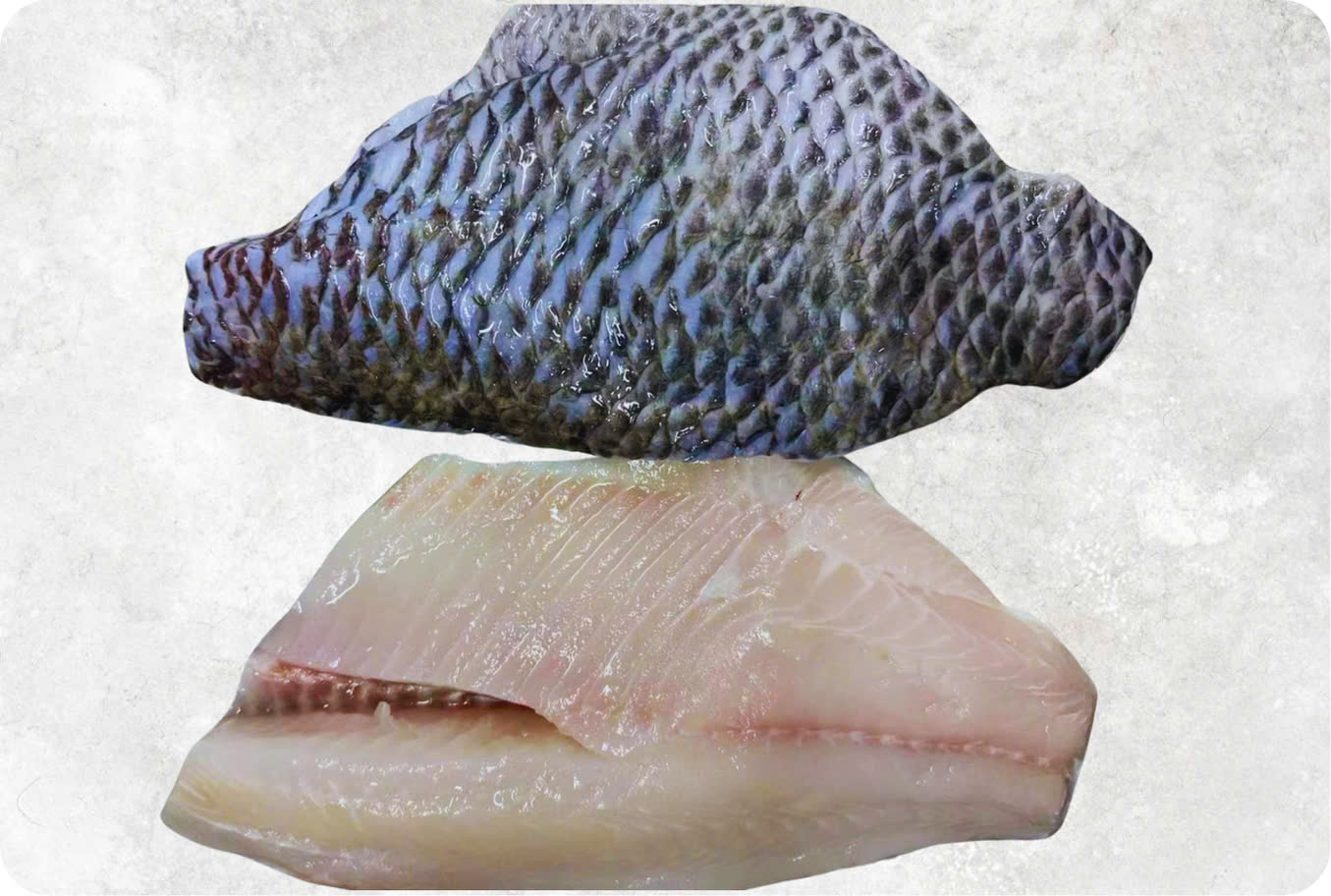 Frozen Black Tilapia Fillet Skin On