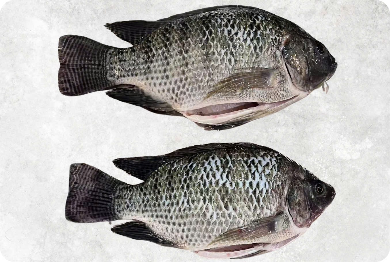 Frozen Black Tilapia Whole Round And Whole Cleaned (WR-WGS/ WGGS/ WGGSS)