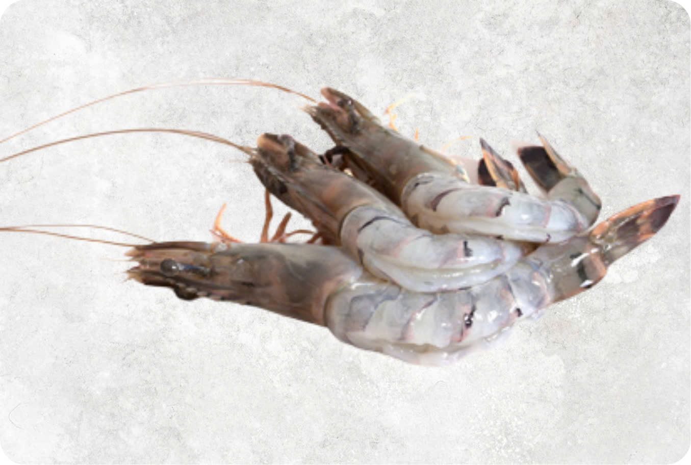 Frozen Raw Hoso Butterfly Black Tiger Shrimp