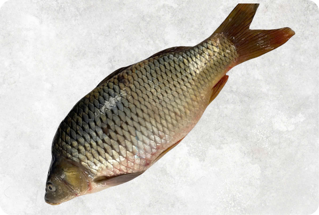 Frozen Common Carp Whole Clean (Carfu)