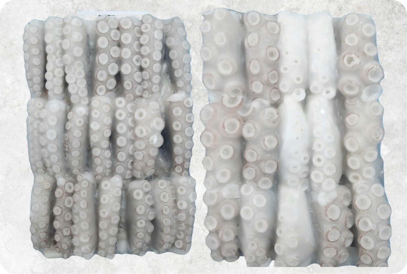 Frozen Cut Poulp Squid Block (Frozen Mada Cut Block)