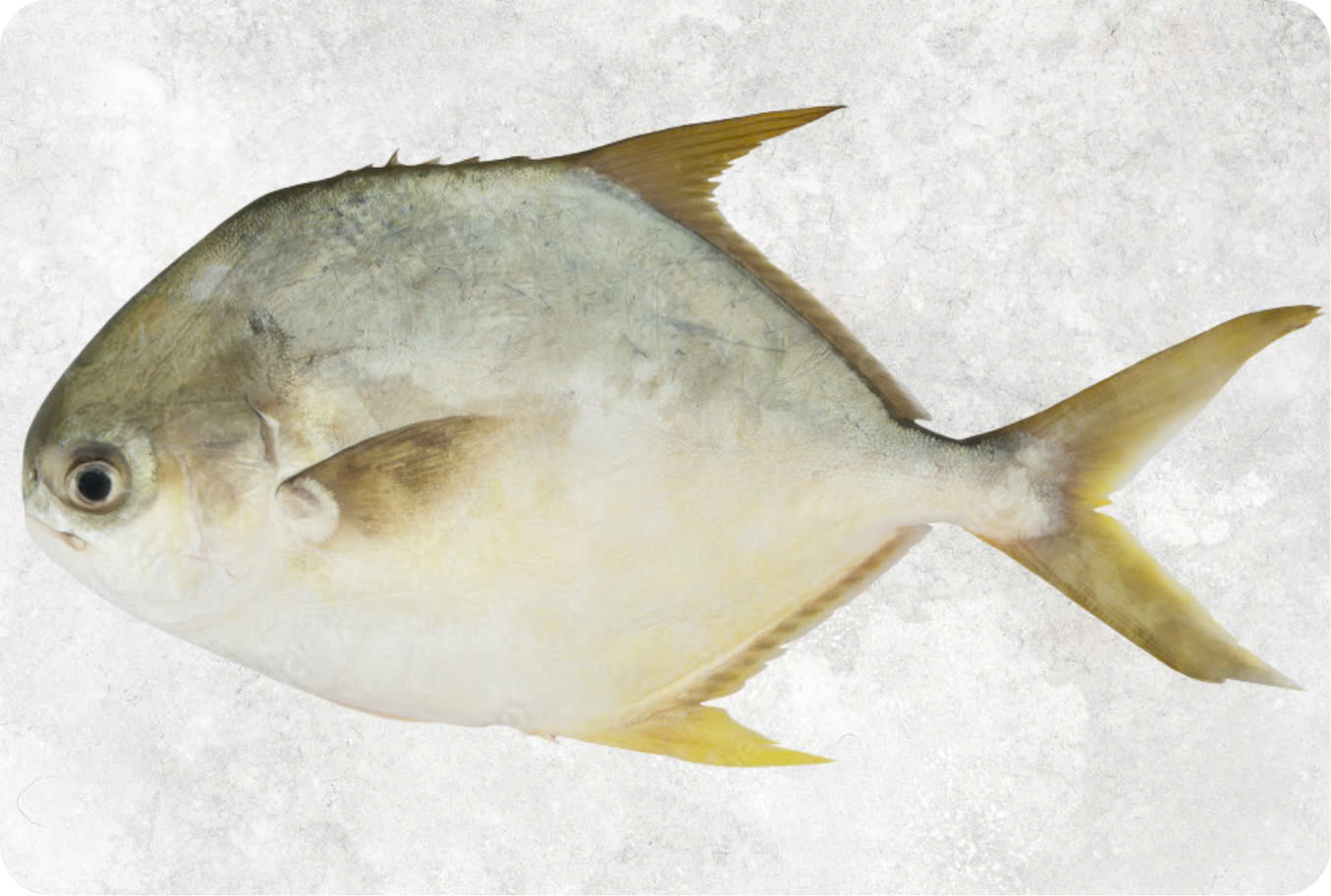 Frozen Pompano Whole Round (Golden Pompano)