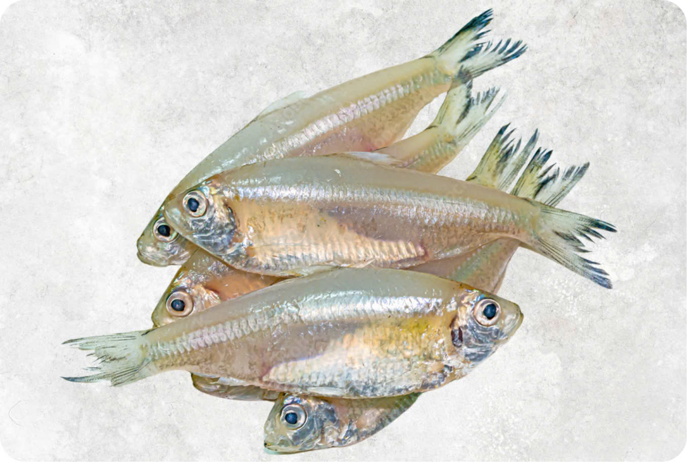 Frozen Keski Fish Whole Round (River Anchovy)