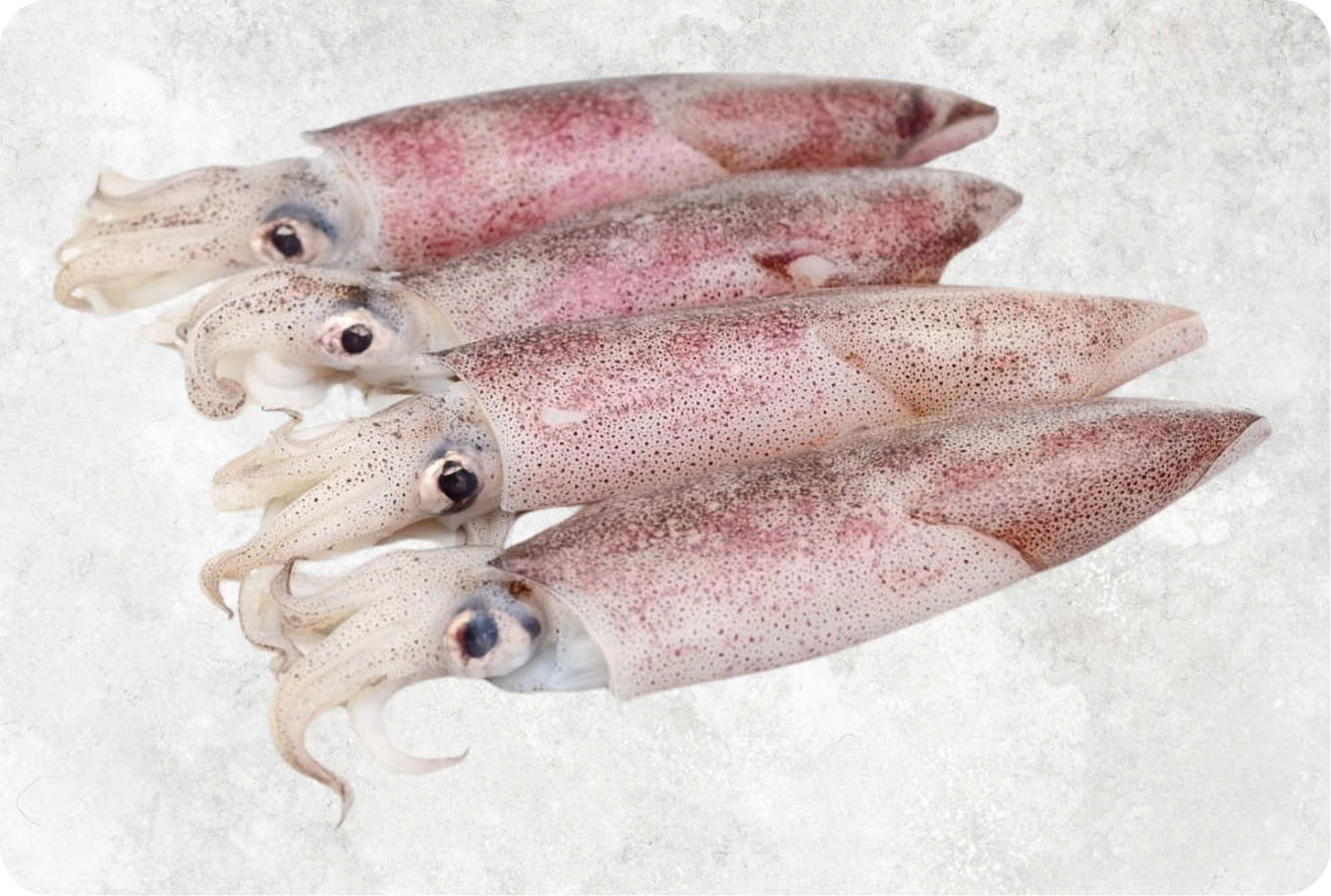 Frozen Whole Clean Loligo Squid