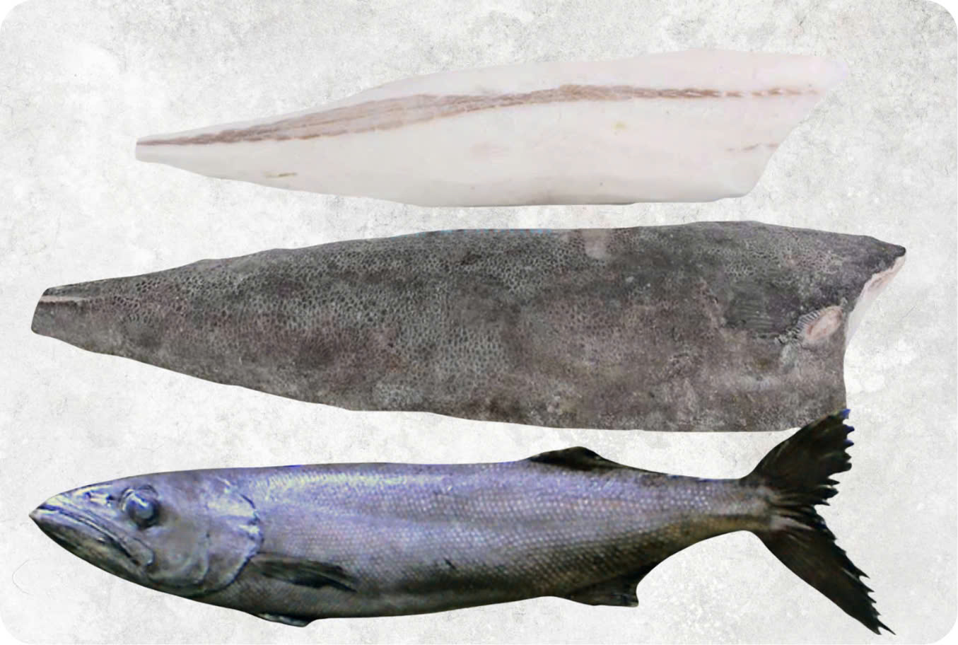 Frozen Oil Fish Fillet Skin On And Skinless