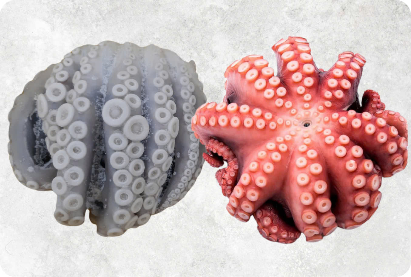 Frozen Whole Clean Octopus (Frozen Whole Clean Poulp Squid)