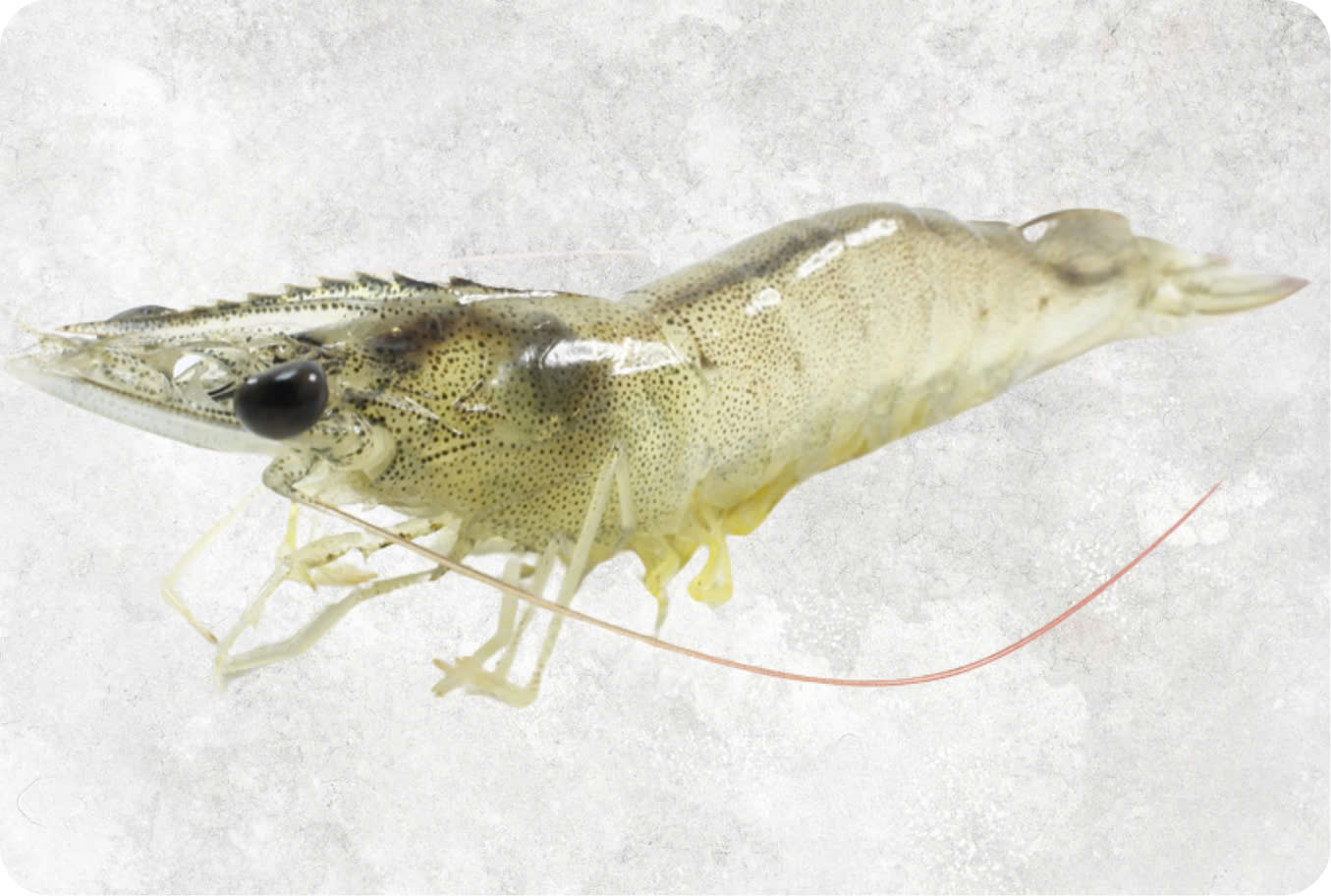 Frozen Raw HOSO Vannamei Shrimp