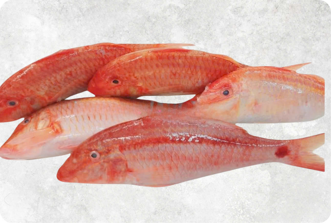 Frozen Red Mullet Whole Clean (WGGS)