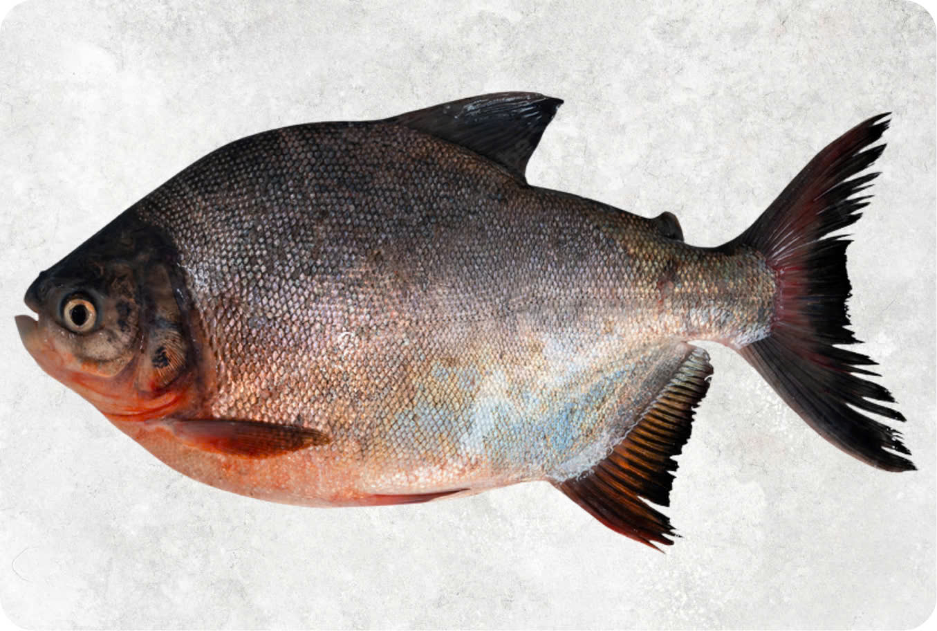 Frozen Red Pacu Whole Round (Red Pomfret)