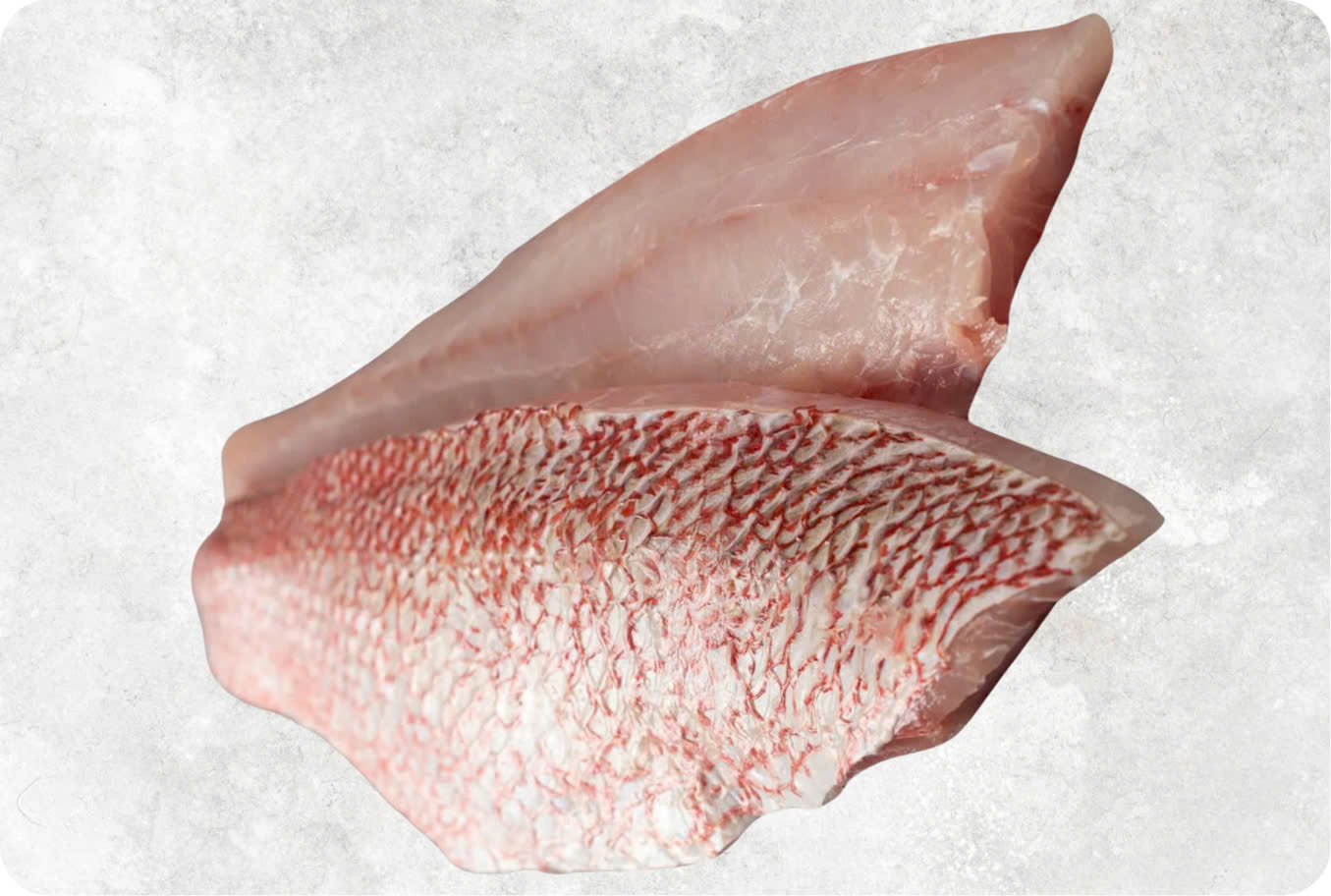 Frozen Red Snapper Fillet