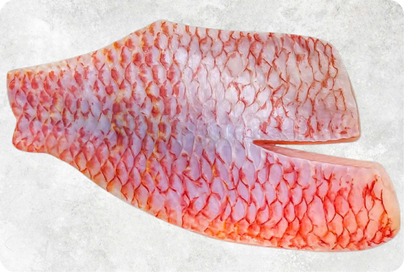 Frozen Red Tilapia Fillet Skin On