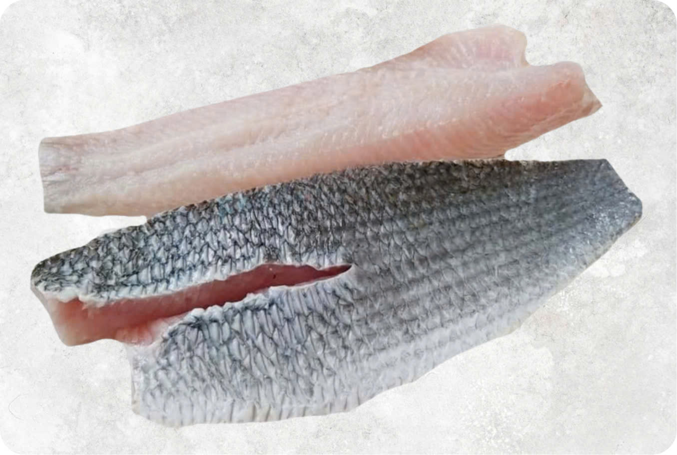 Frozen Snakehead Fish Fillet