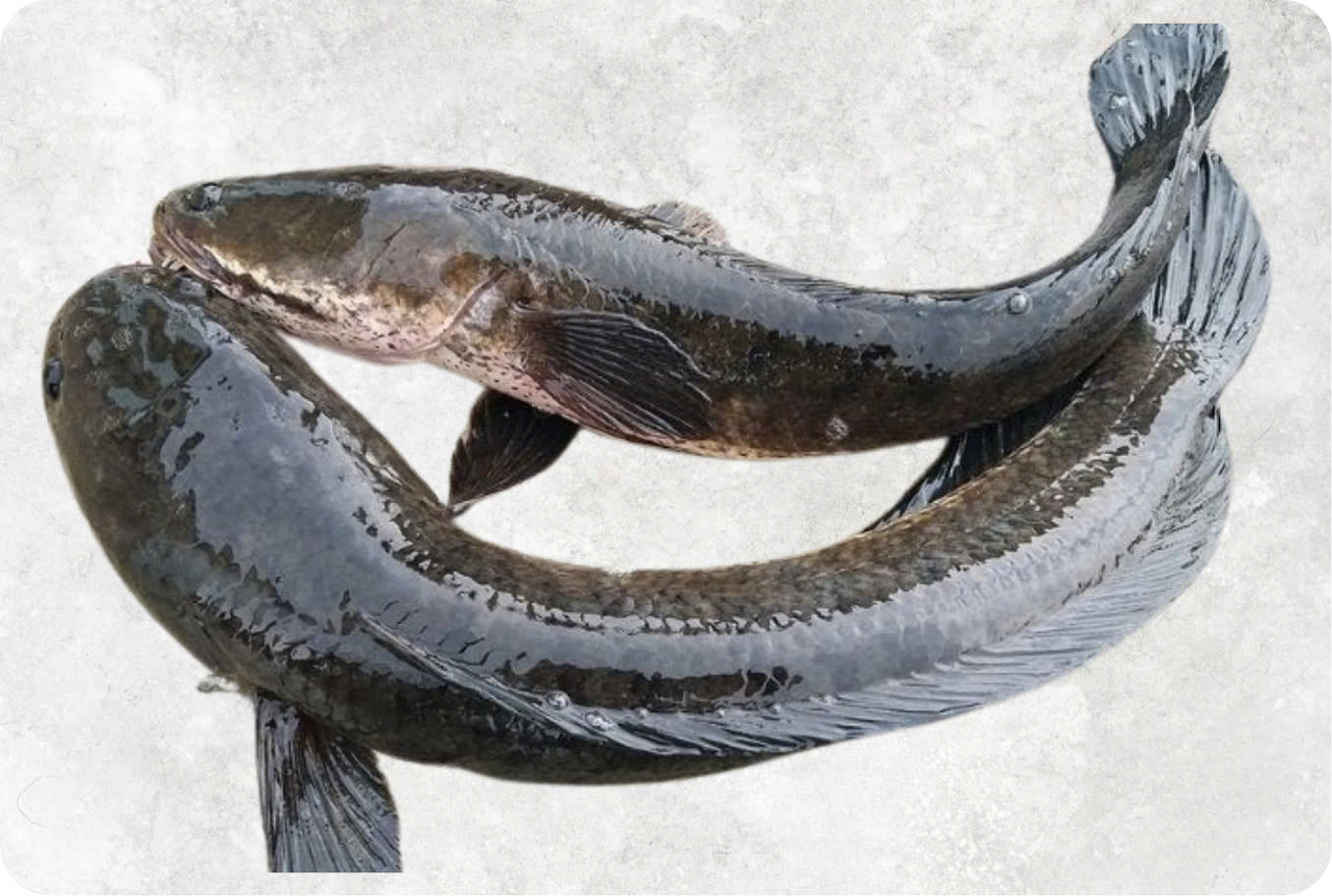 Frozen Snakehead Fish Whole Round
