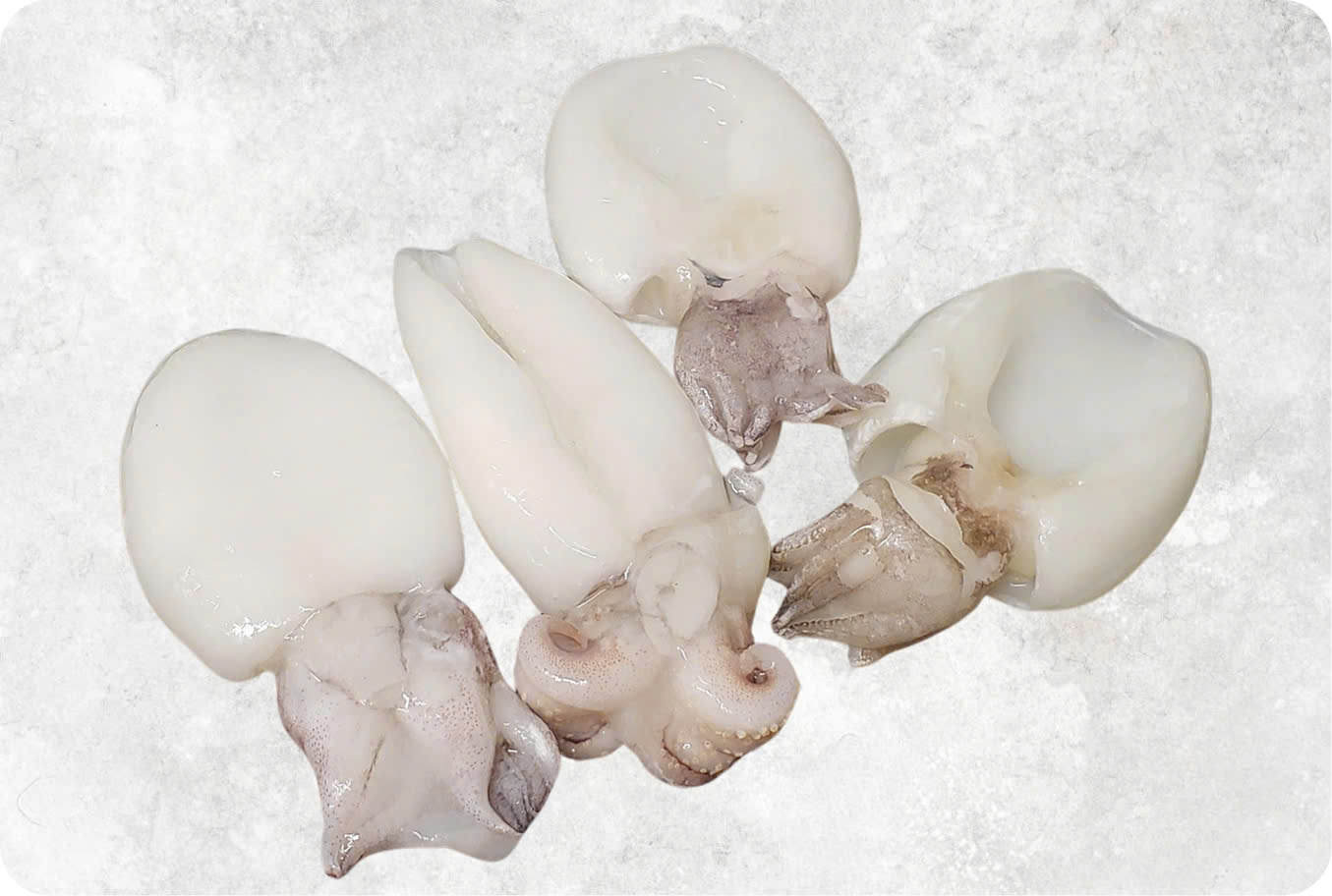 Frozen Whole Clean Baby Cuttlefish