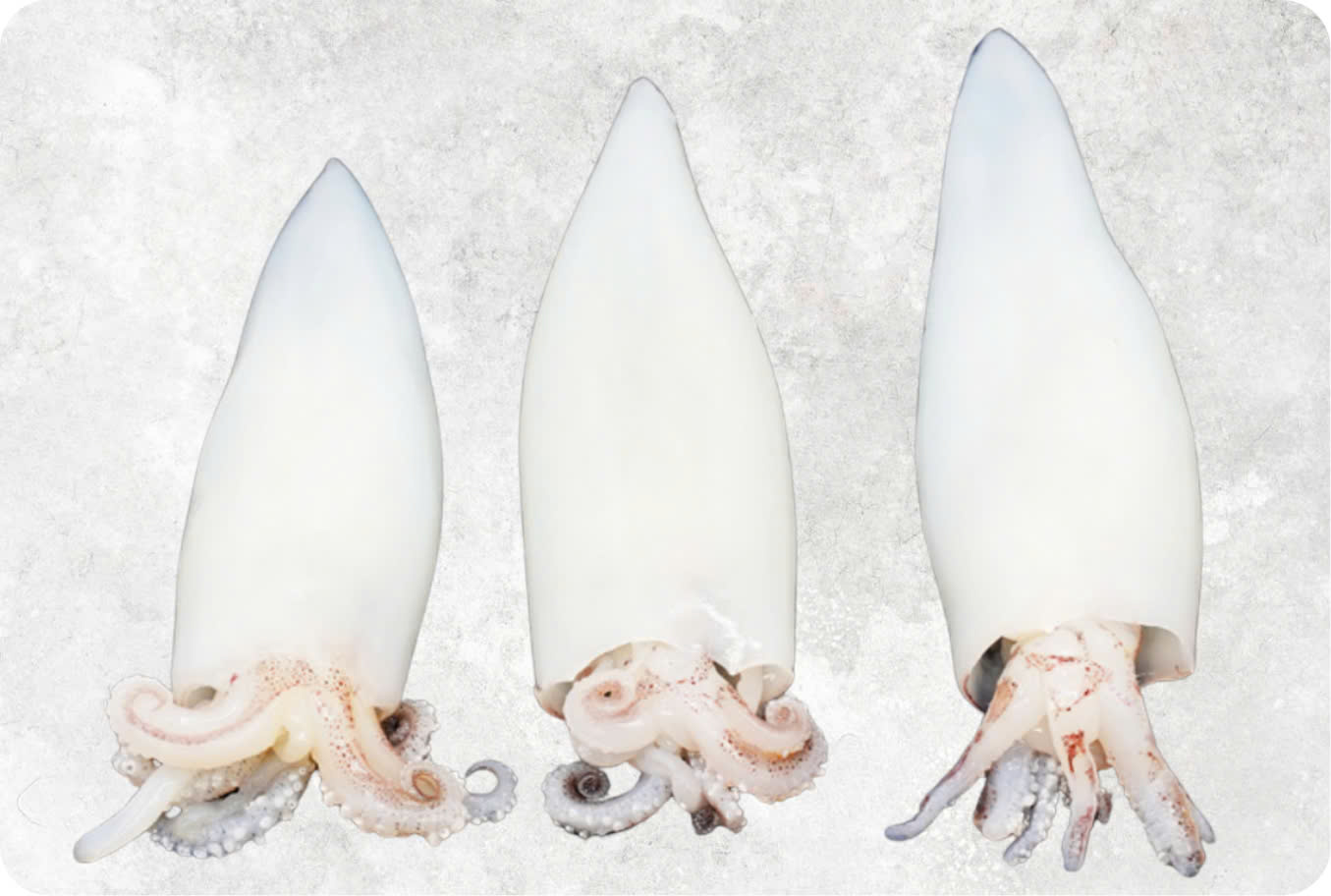 Frozen Whole Clean Loligo Squid Tube And Tentacles Wing On/Off