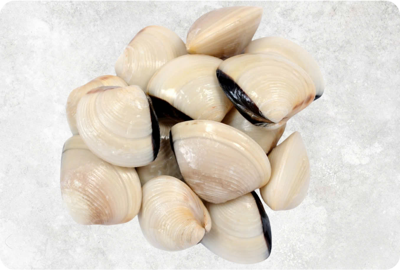 Frozen Cooked Whole Shell White Clam