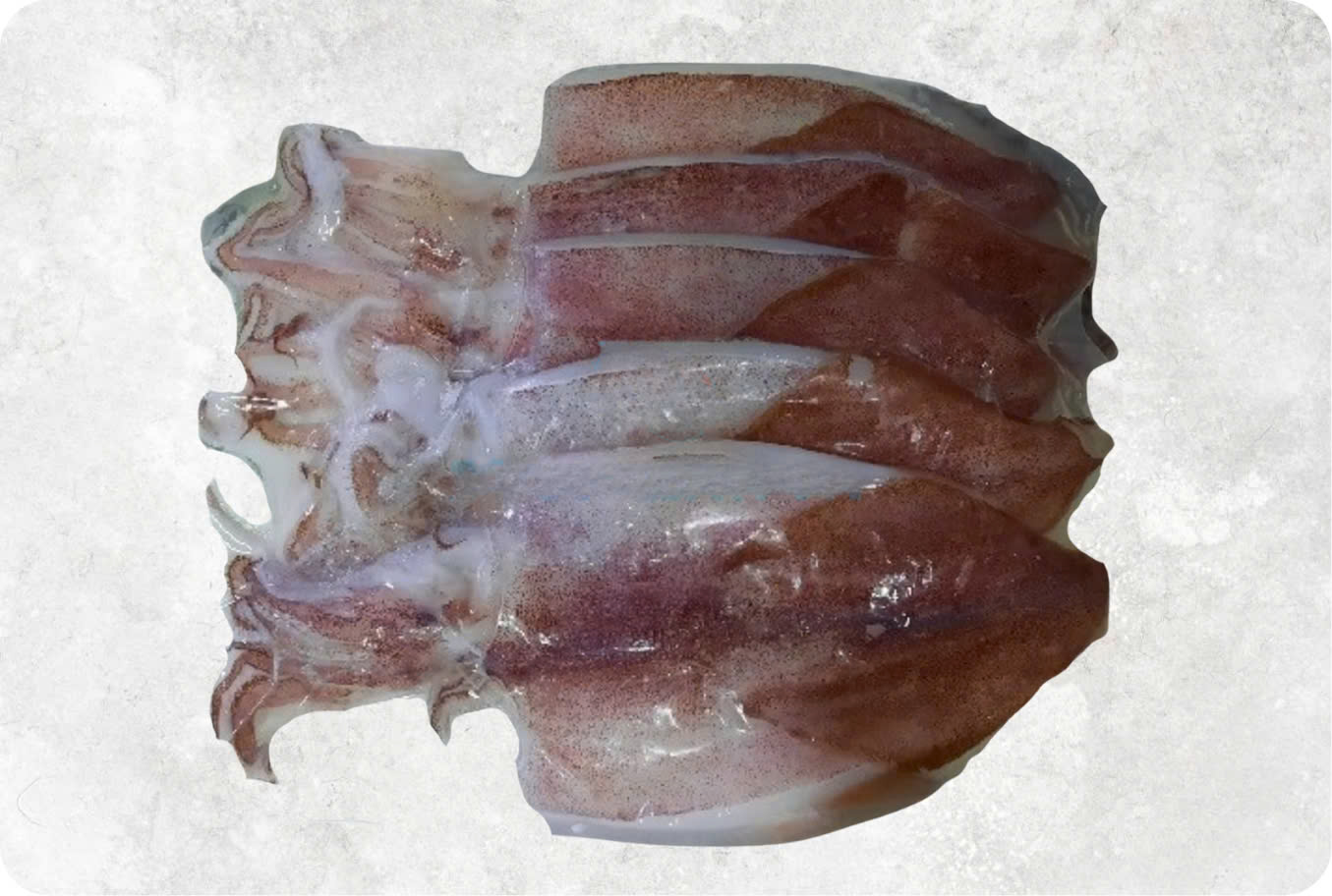 Half dried Loligo Squid
