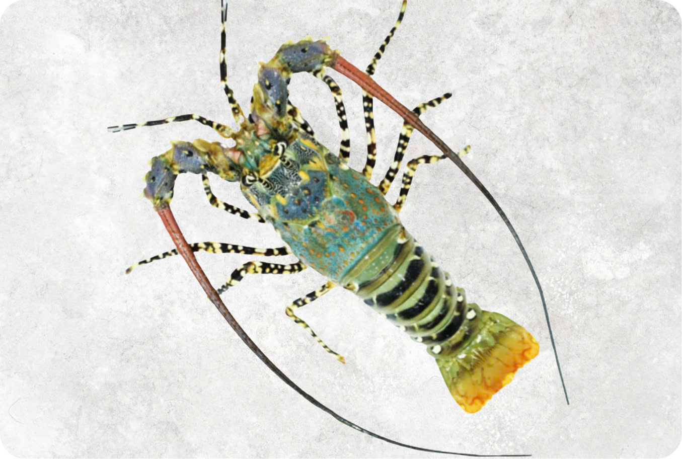 Spiny Lobster