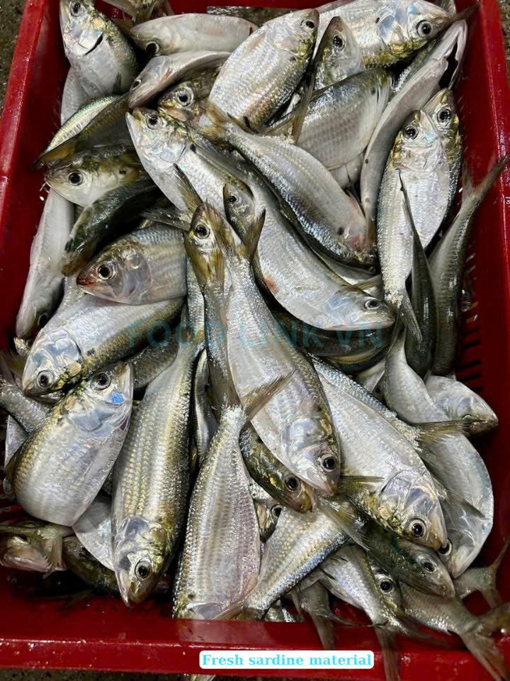 Canned Sardine And Canned Mackerel With Tomato Sauce