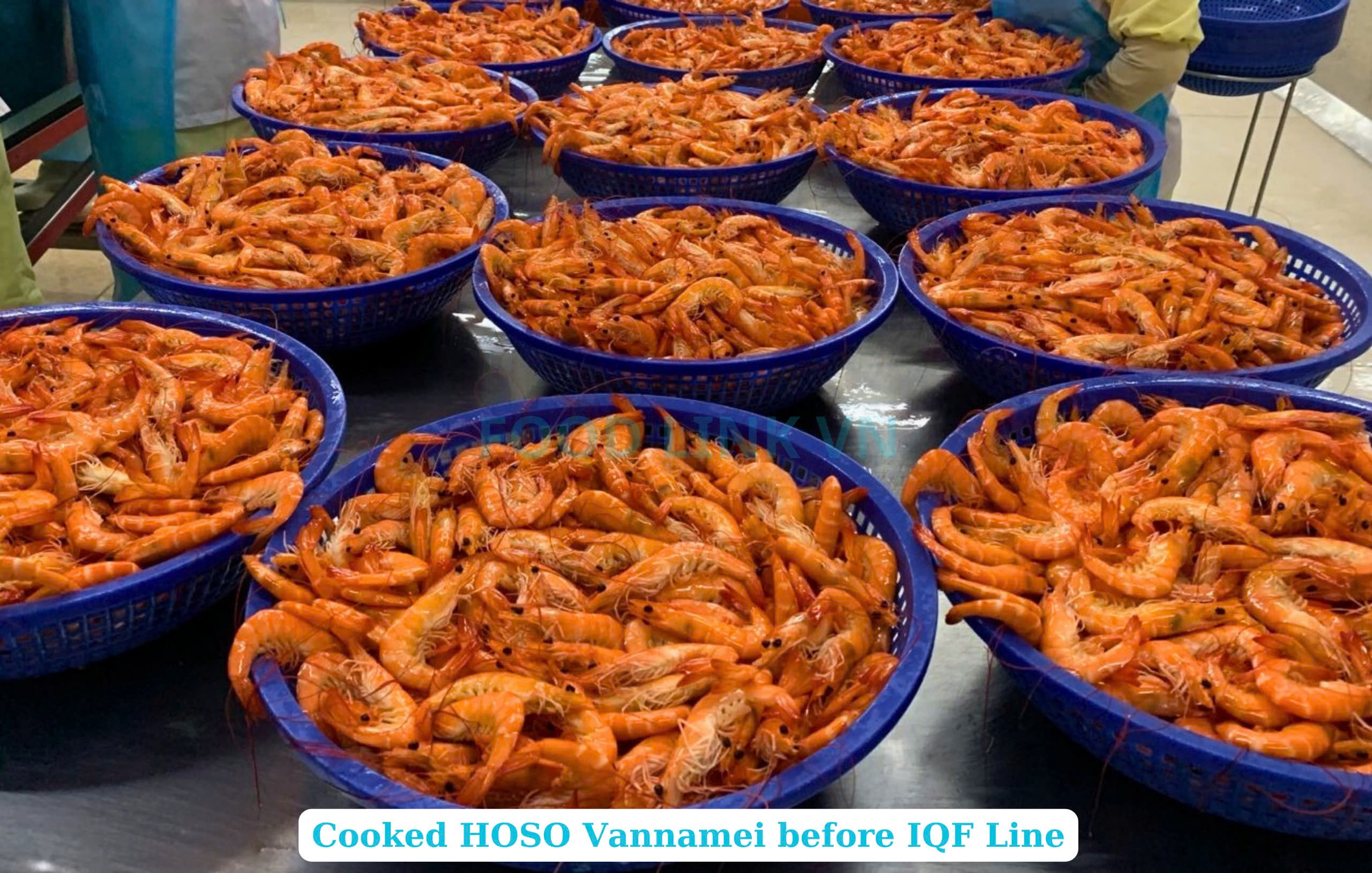 Frozen Cooked HOSO Vannamei Shrimp