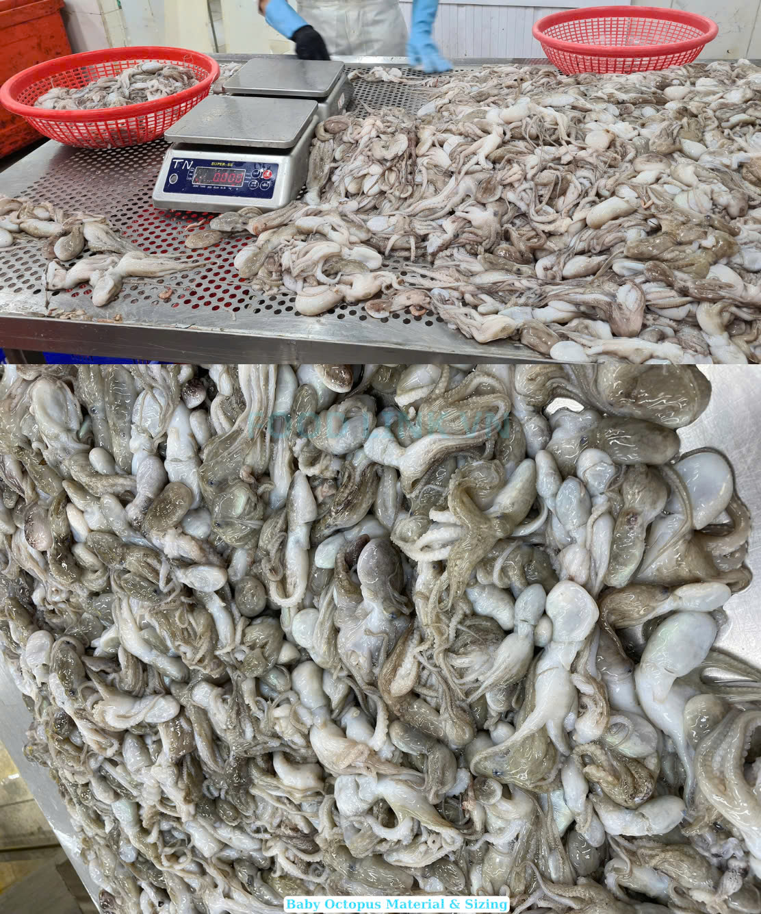 Frozen Whole Cleaned Baby Octopus (Flower Shape)