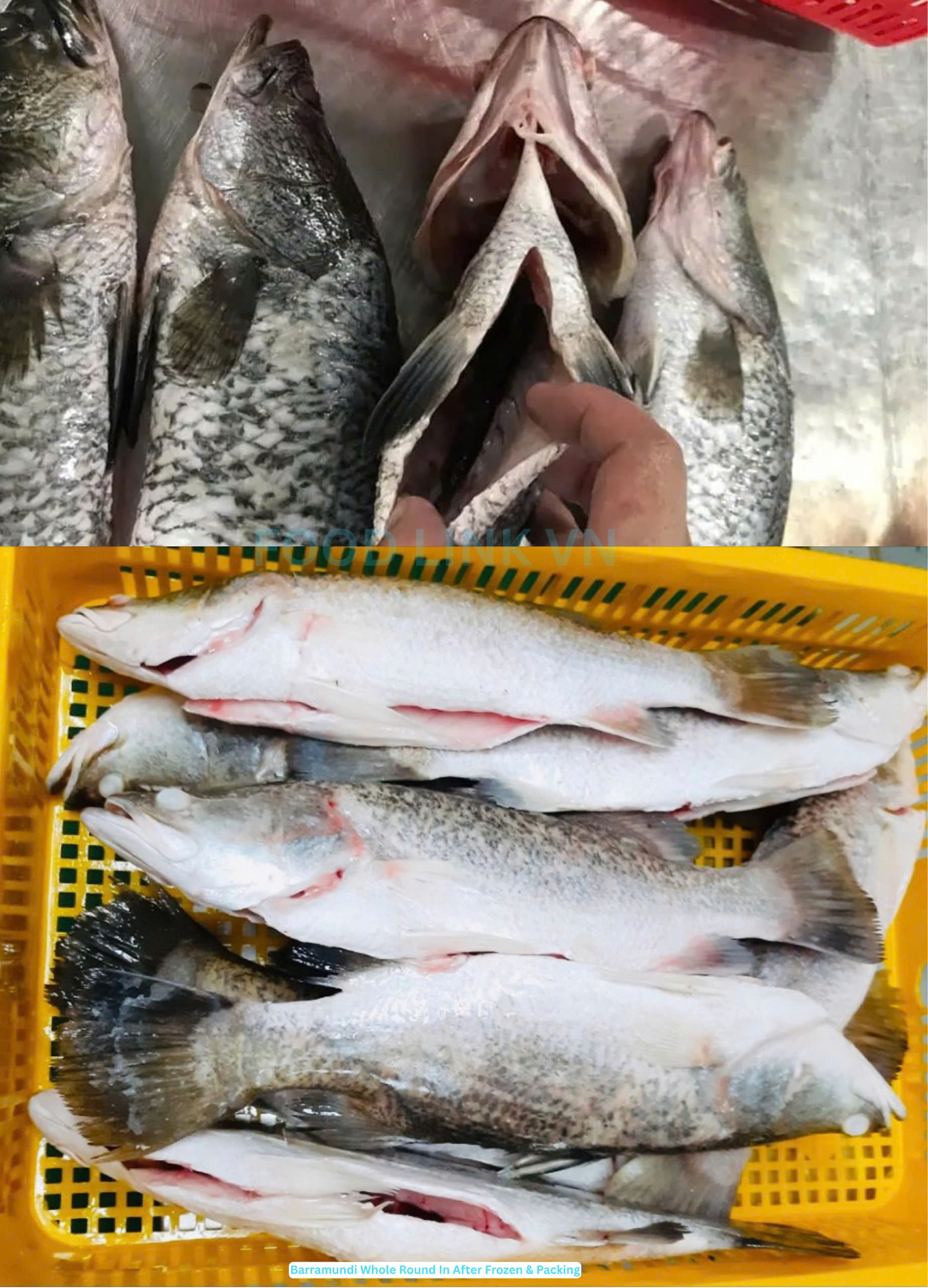 Frozen Barramundi Whole Clean (Sea Bass)