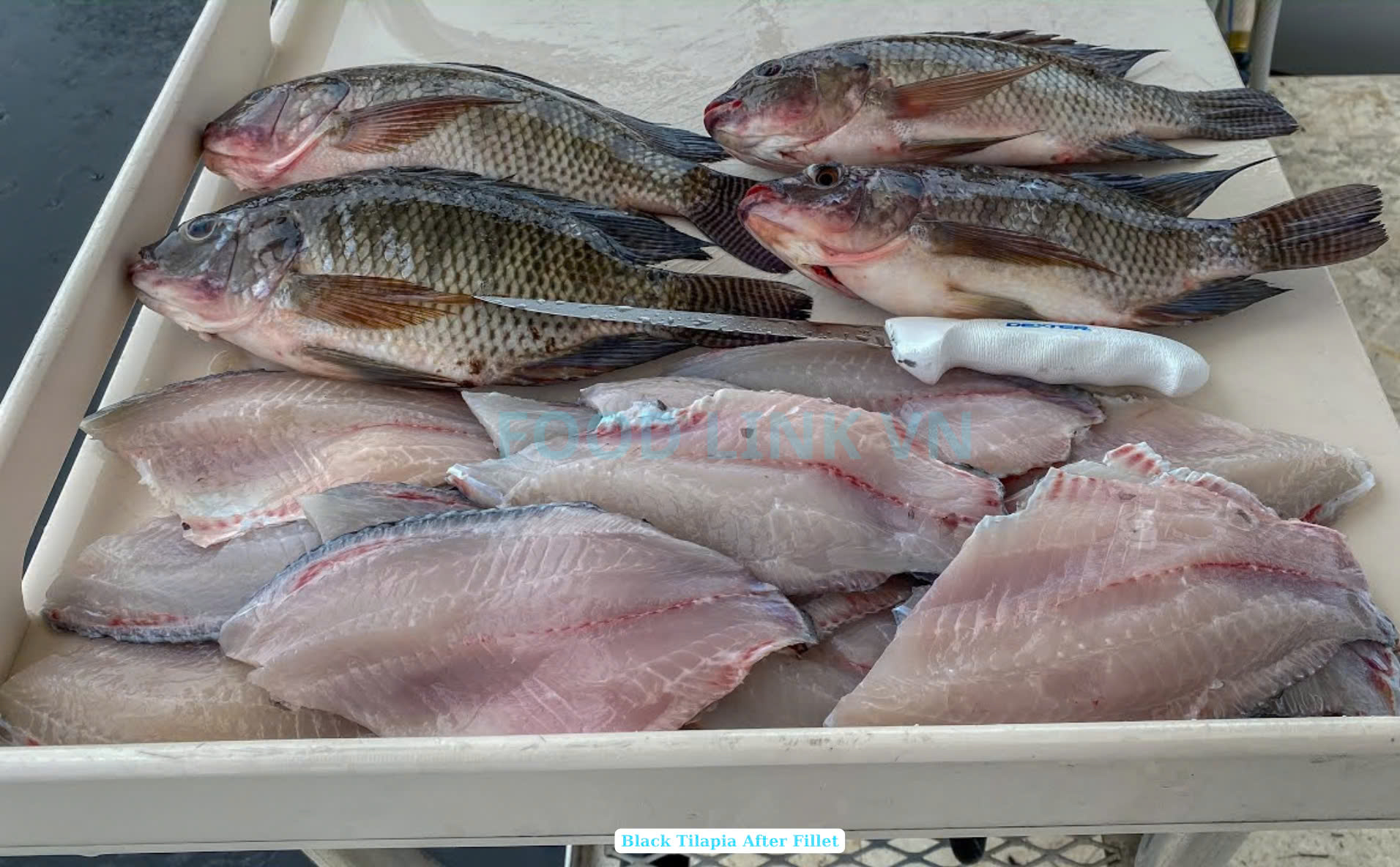 Frozen Black Tilapia Fillet Skin On
