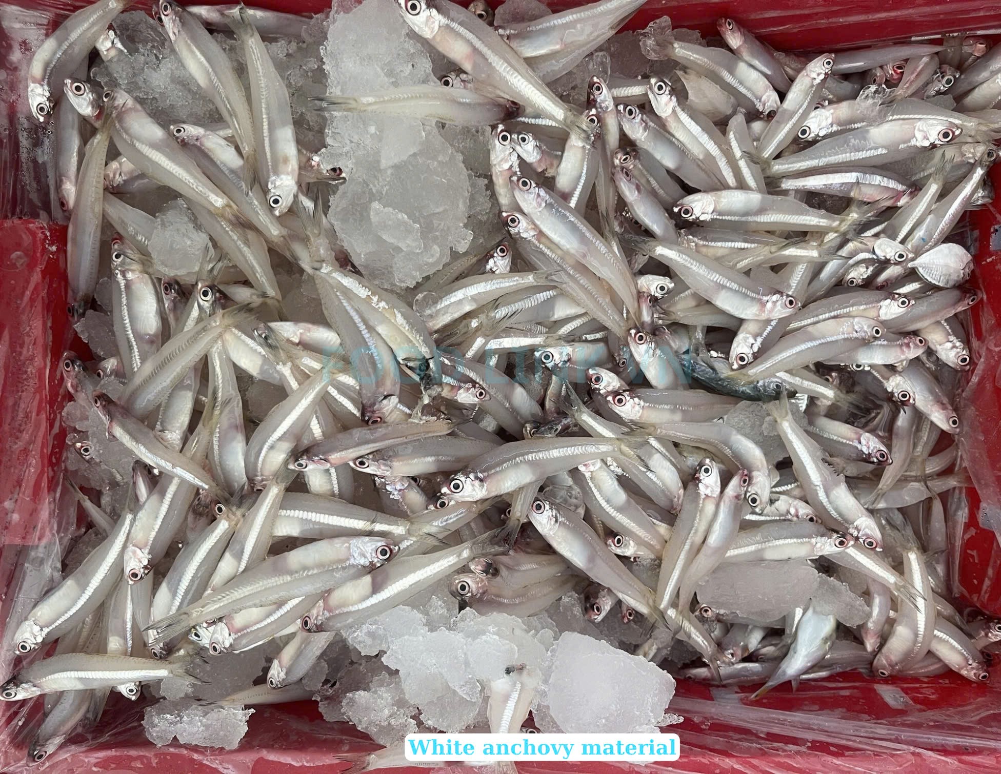 Frozen Black And White Anchovy Whole Round
