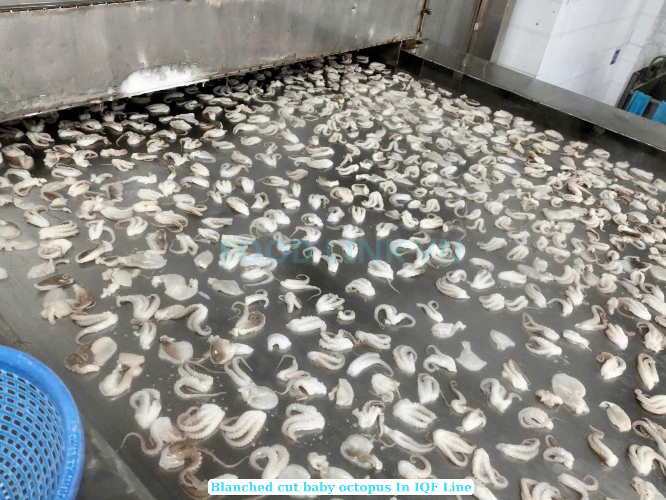 Frozen Boiled Baby Octopus Cut