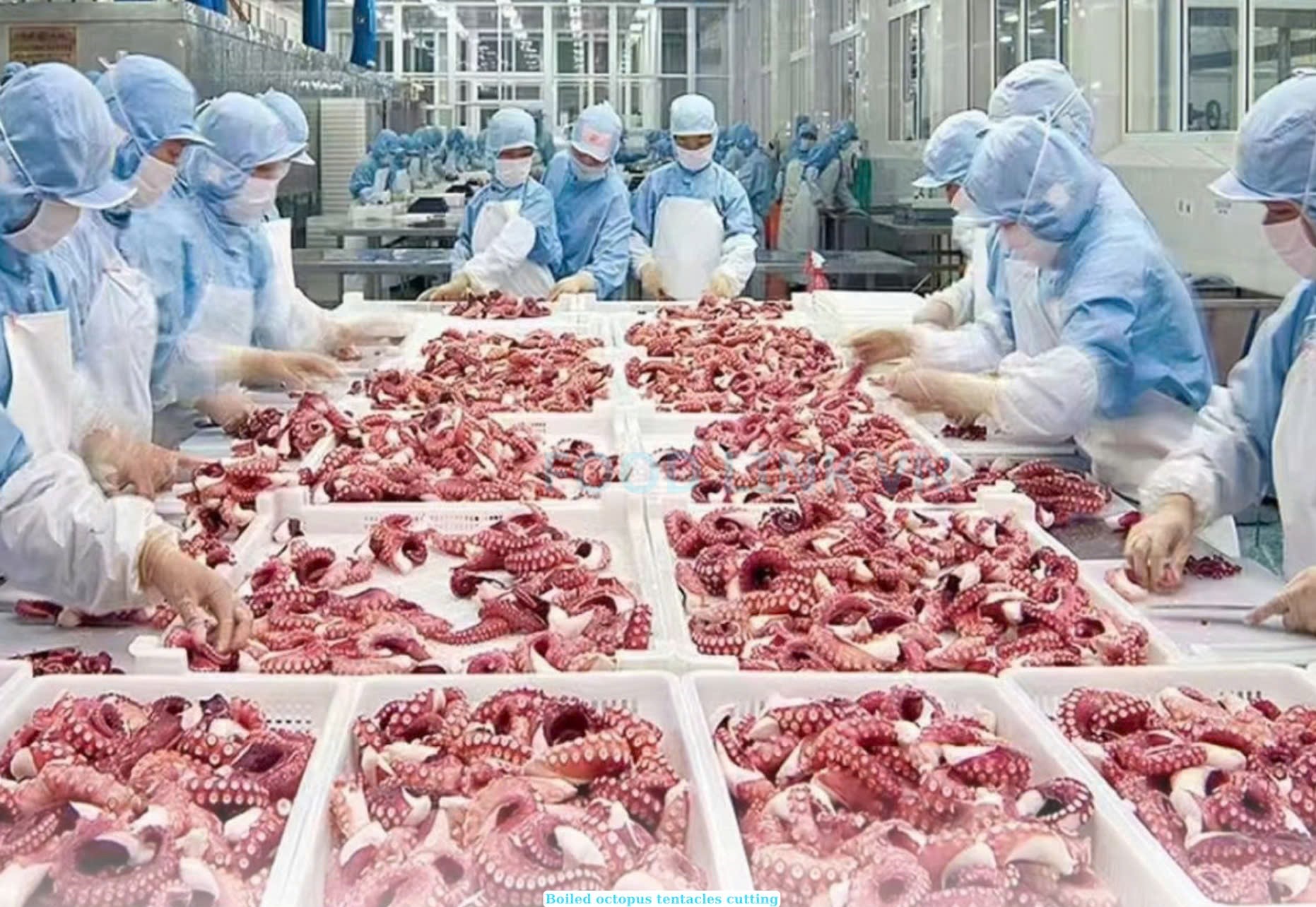 Frozen Cooked Giant Octopus Tentacles
