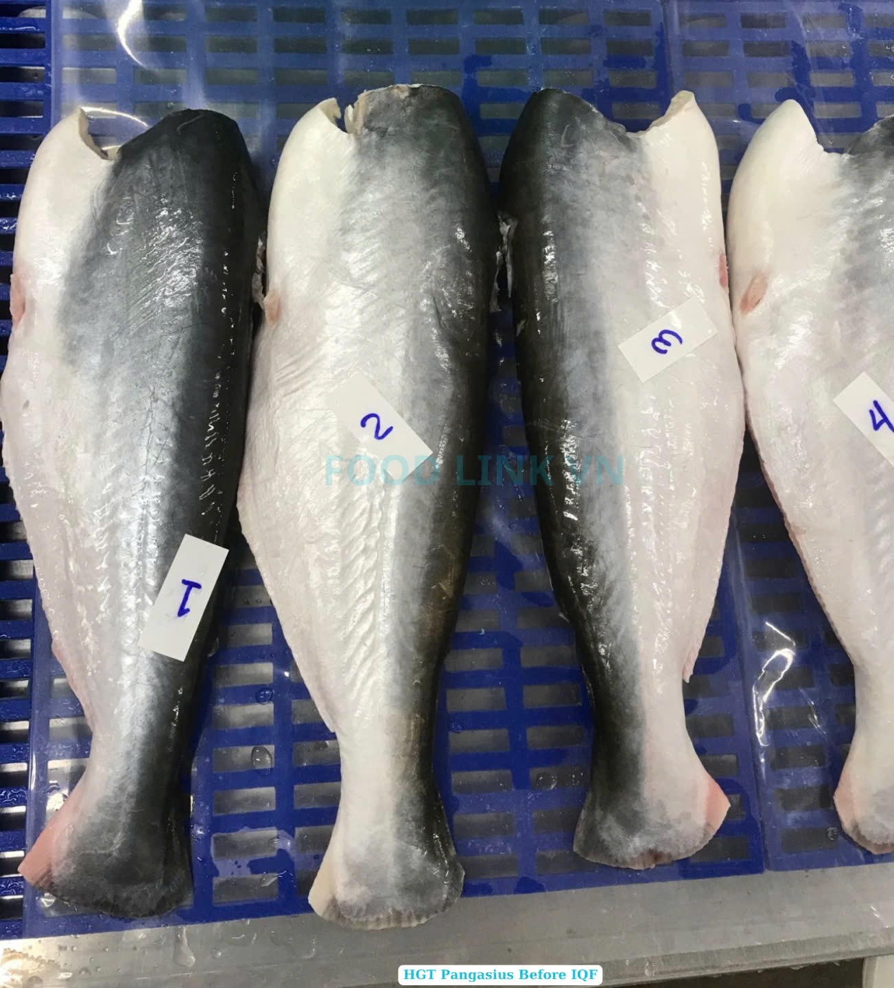 Frozen Hgt Pangasius (Swai Fish)