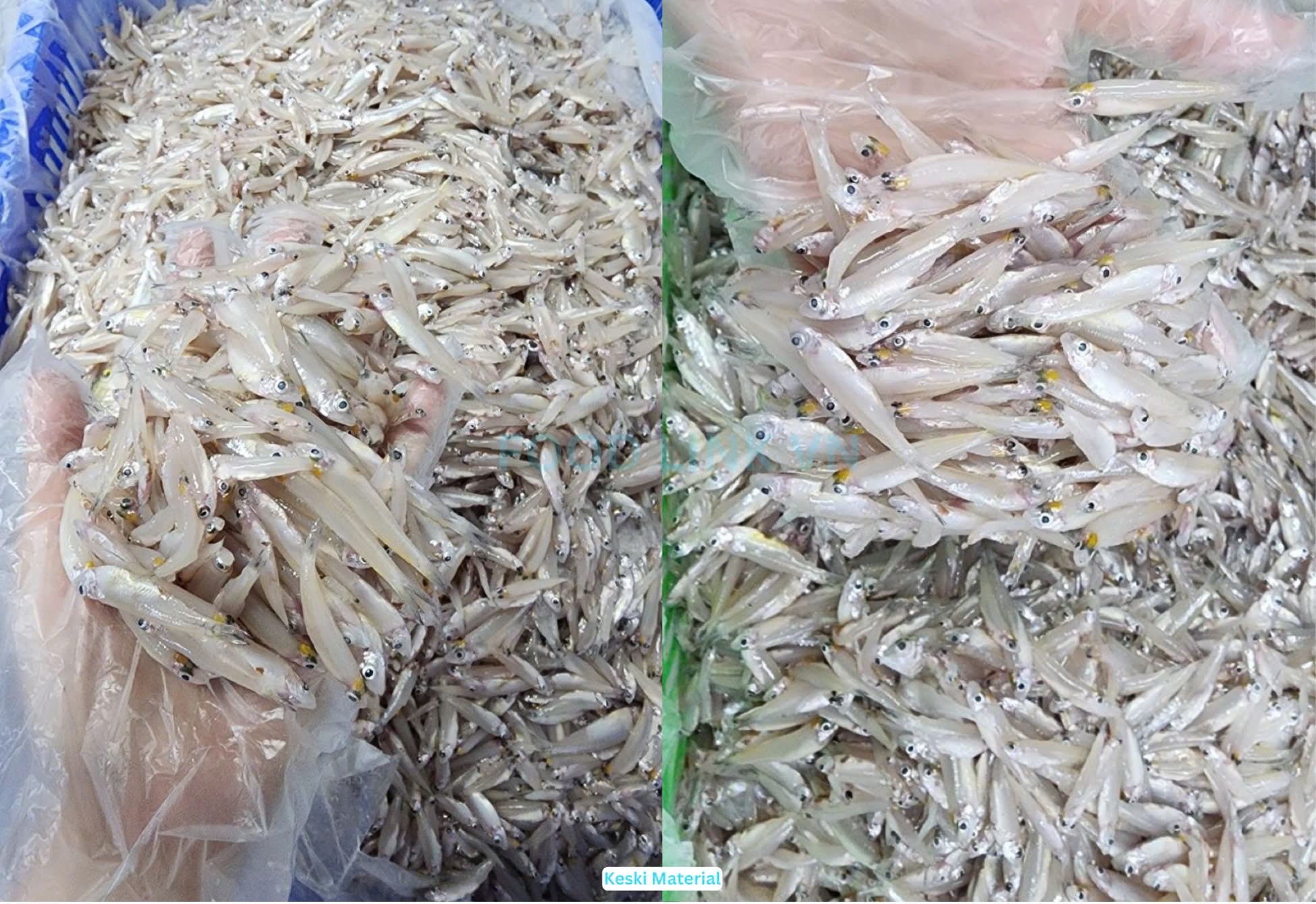 Frozen Keski Fish Whole Round (River Anchovy)