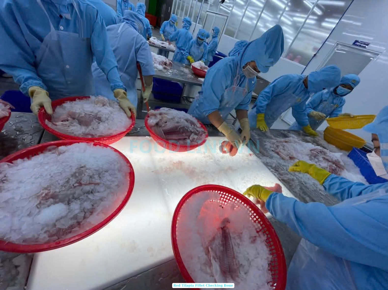 Frozen Red Tilapia Fillet Skin On