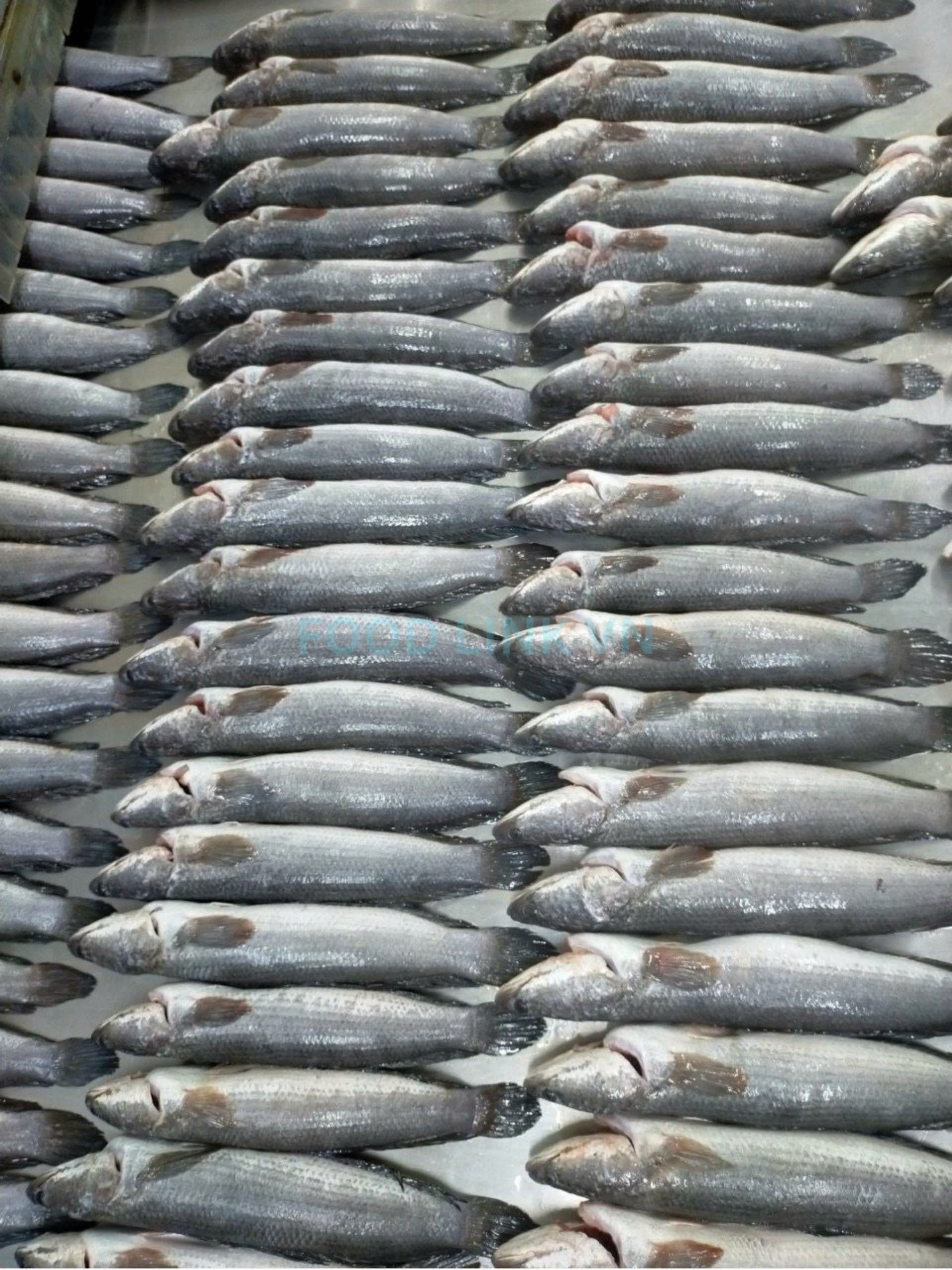 Frozen Snakehead Fish Whole Clean