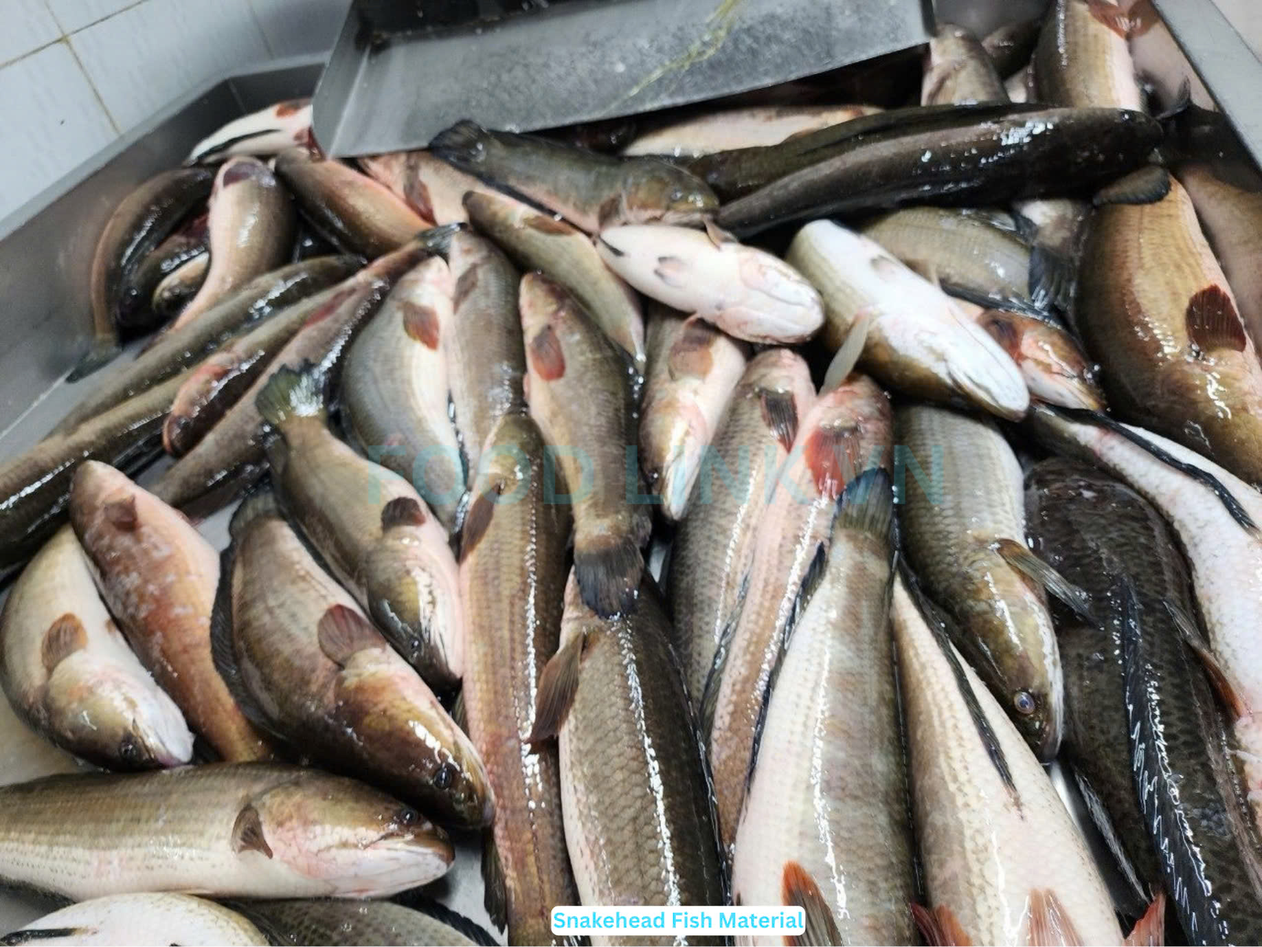 Frozen Snakehead Fish Whole Round