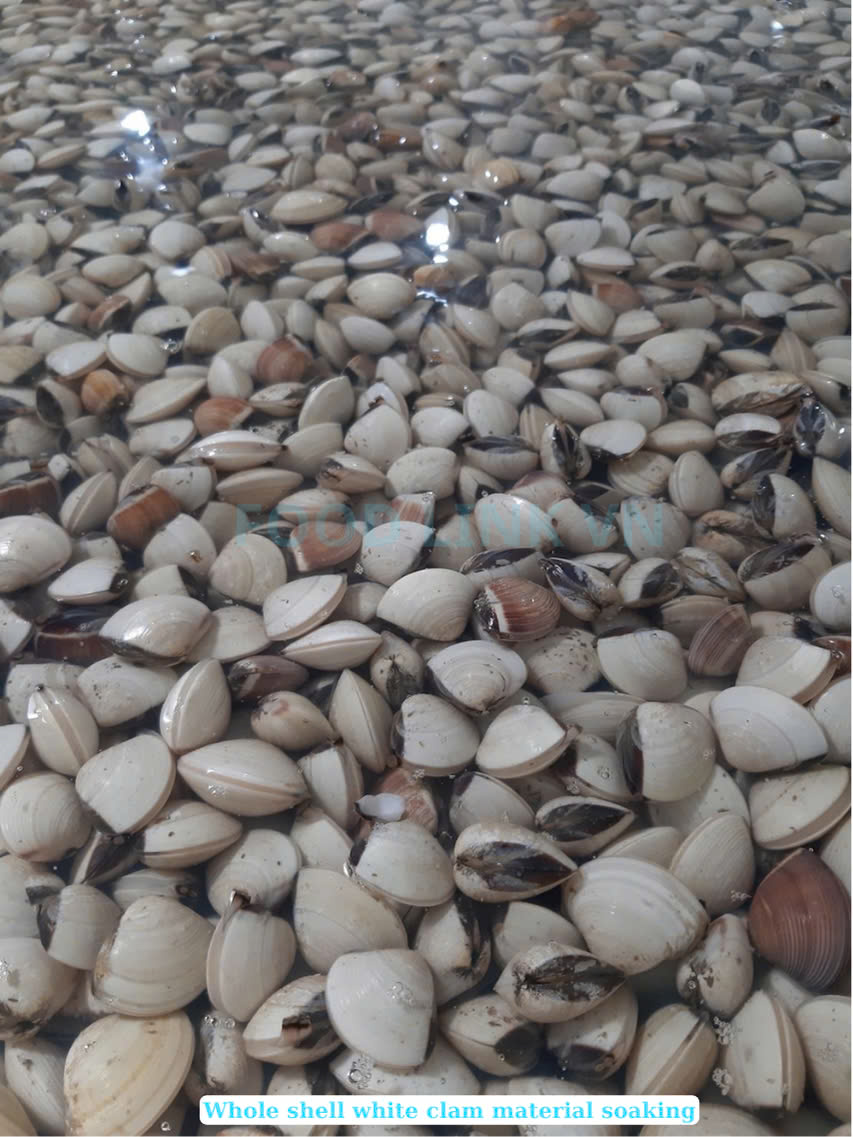 Frozen Cooked Whole Shell White Clam