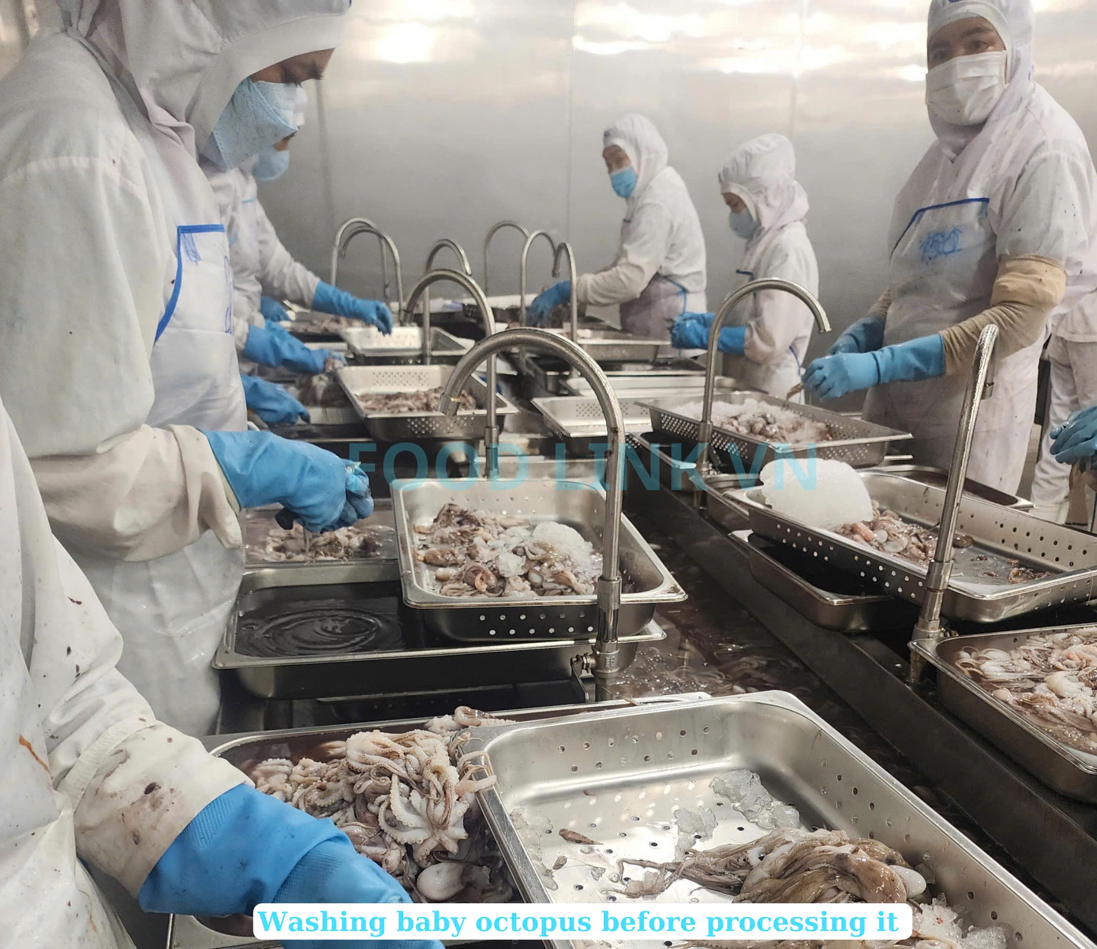 Frozen Whole Cleaned Baby Octopus (Flower Shape)