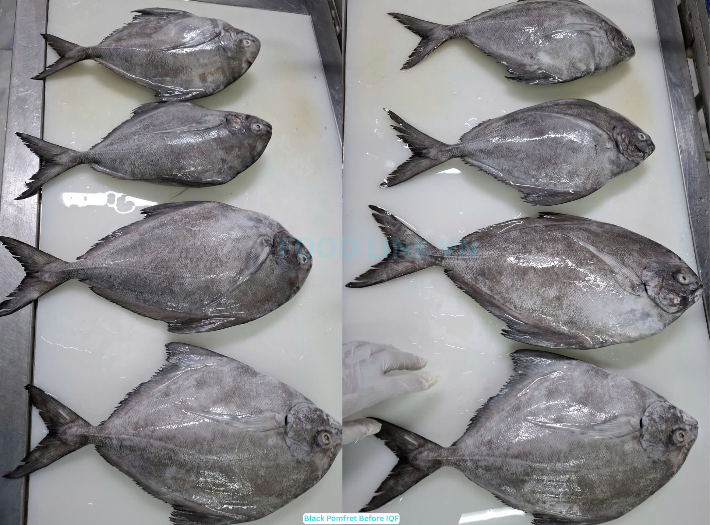 Frozen Black Pomfret Whole Round
