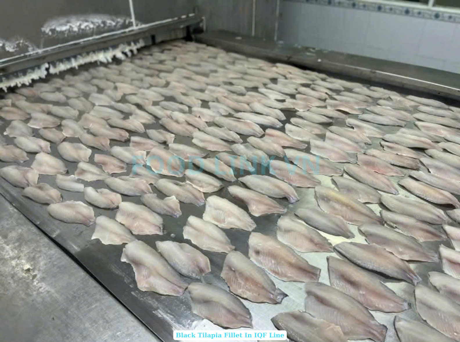 Frozen Black Tilapia Fillet Skin On