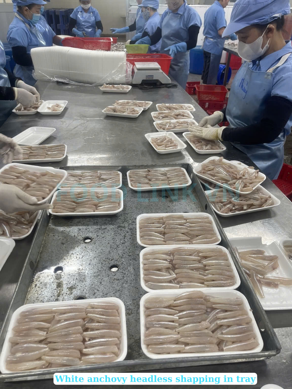 Frozen Black And White Anchovy Whole Round