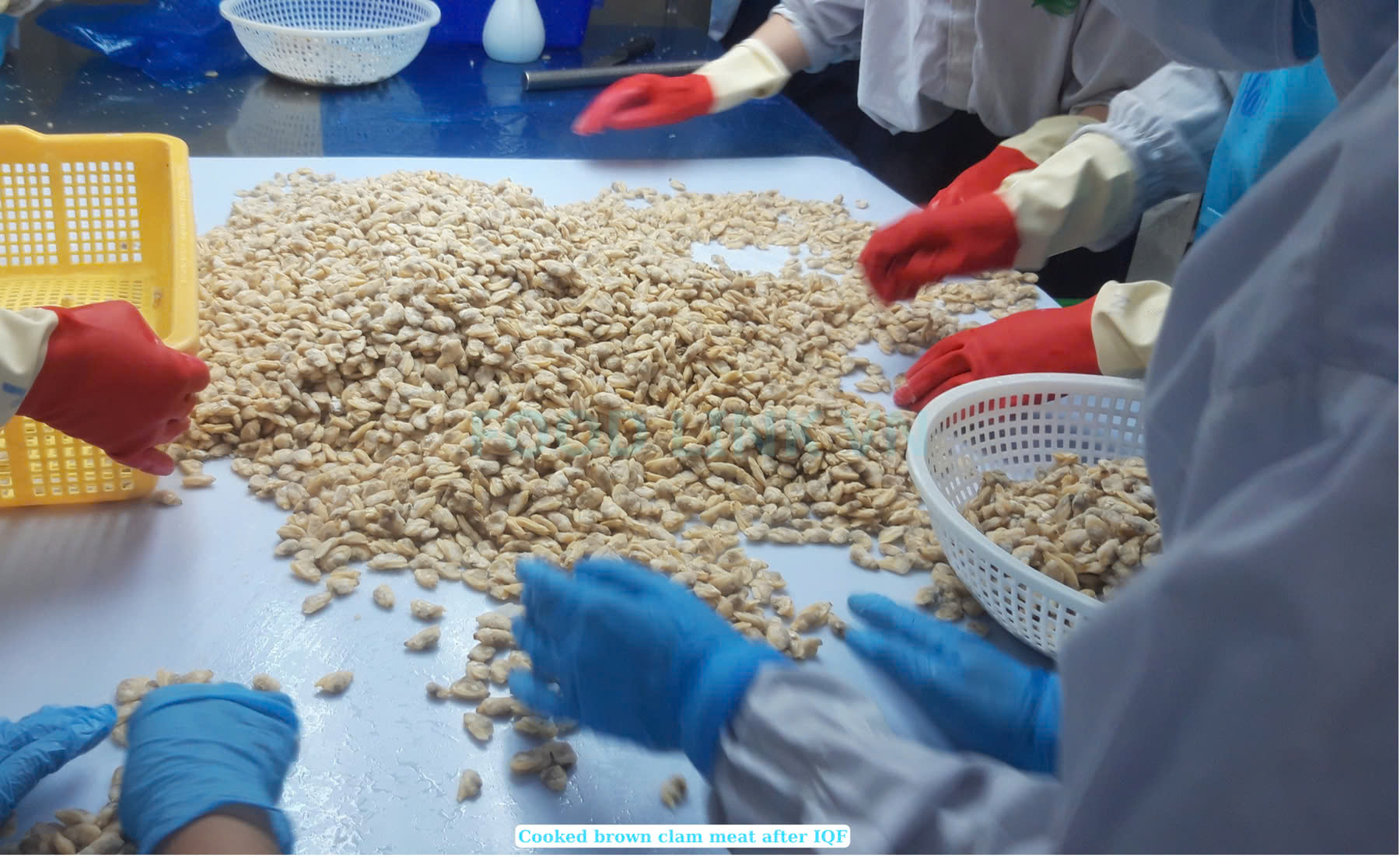 Frozen Cooked Yellow Clam Meat