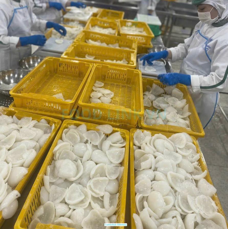 Frozen Cuttlefish Fillet