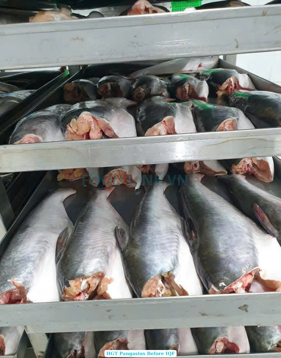 Frozen Hgt Pangasius (Swai Fish)