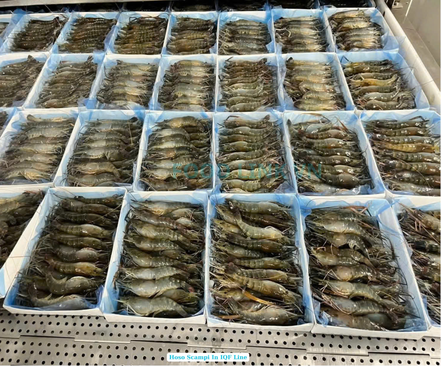 Frozen Raw Hoso Scampi Shrimp