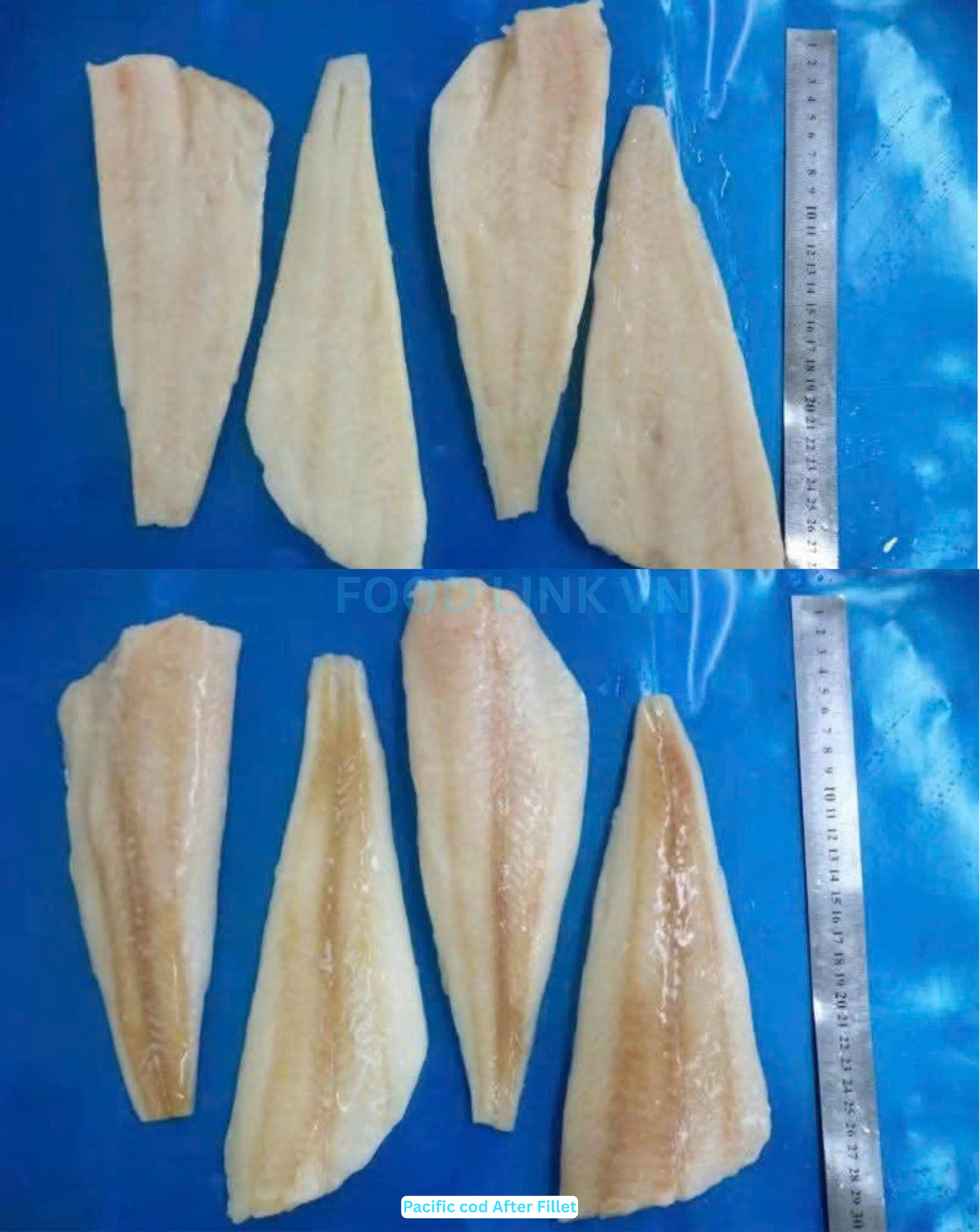 Frozen Atlantic And Pacific Cod