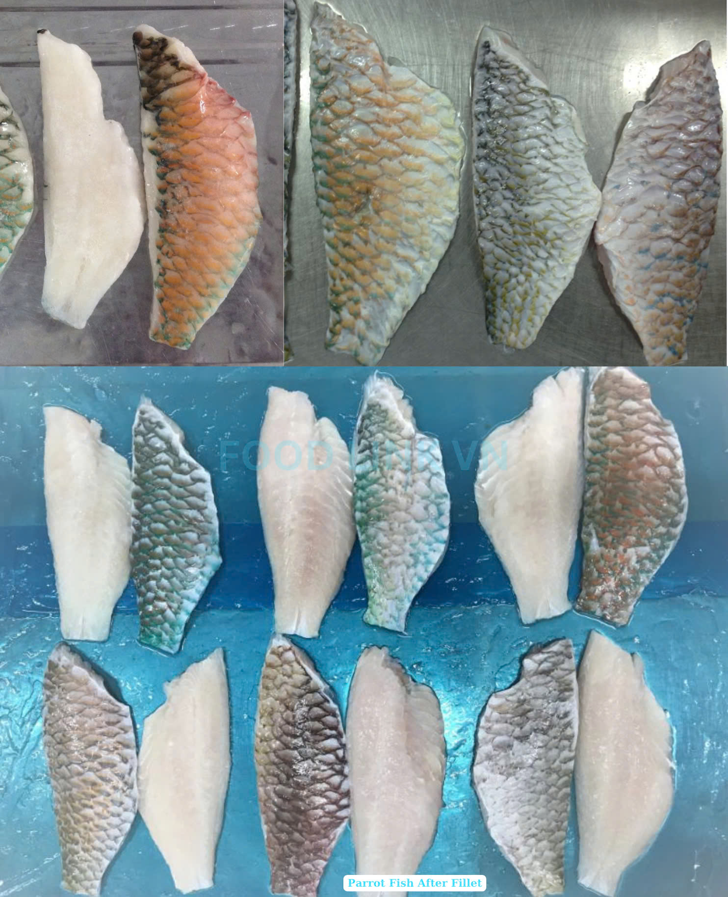 Frozen Parrot Fish Fillet (Parrotfish)
